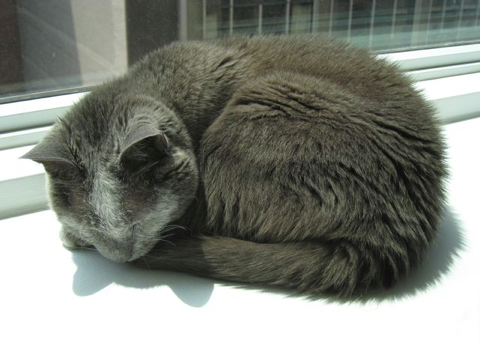 Galena_on_window_sil_v1